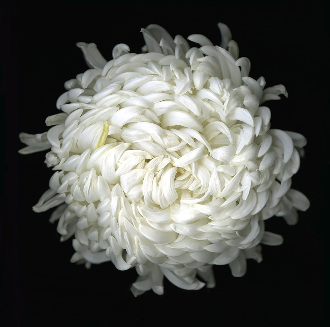 chrysanthemum2009.jpg