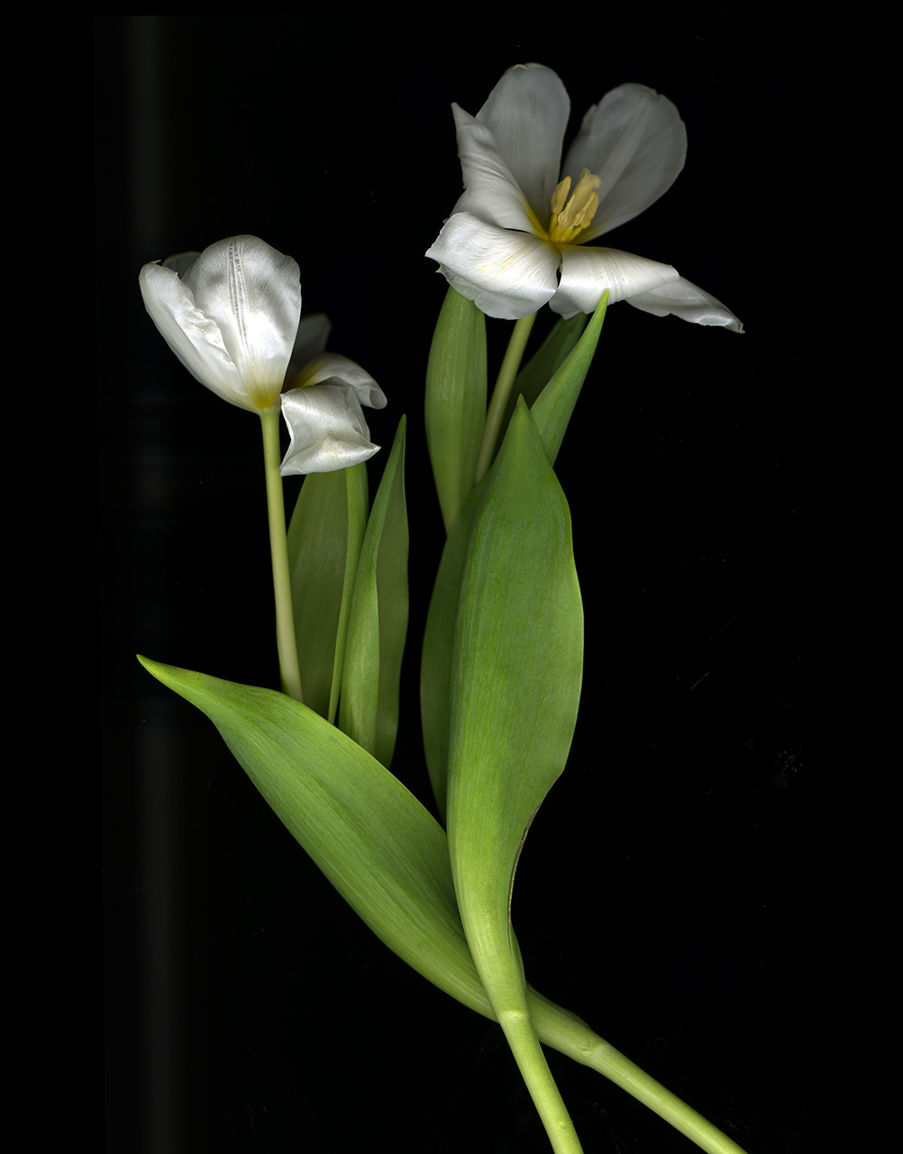 two-white-tulips.jpg